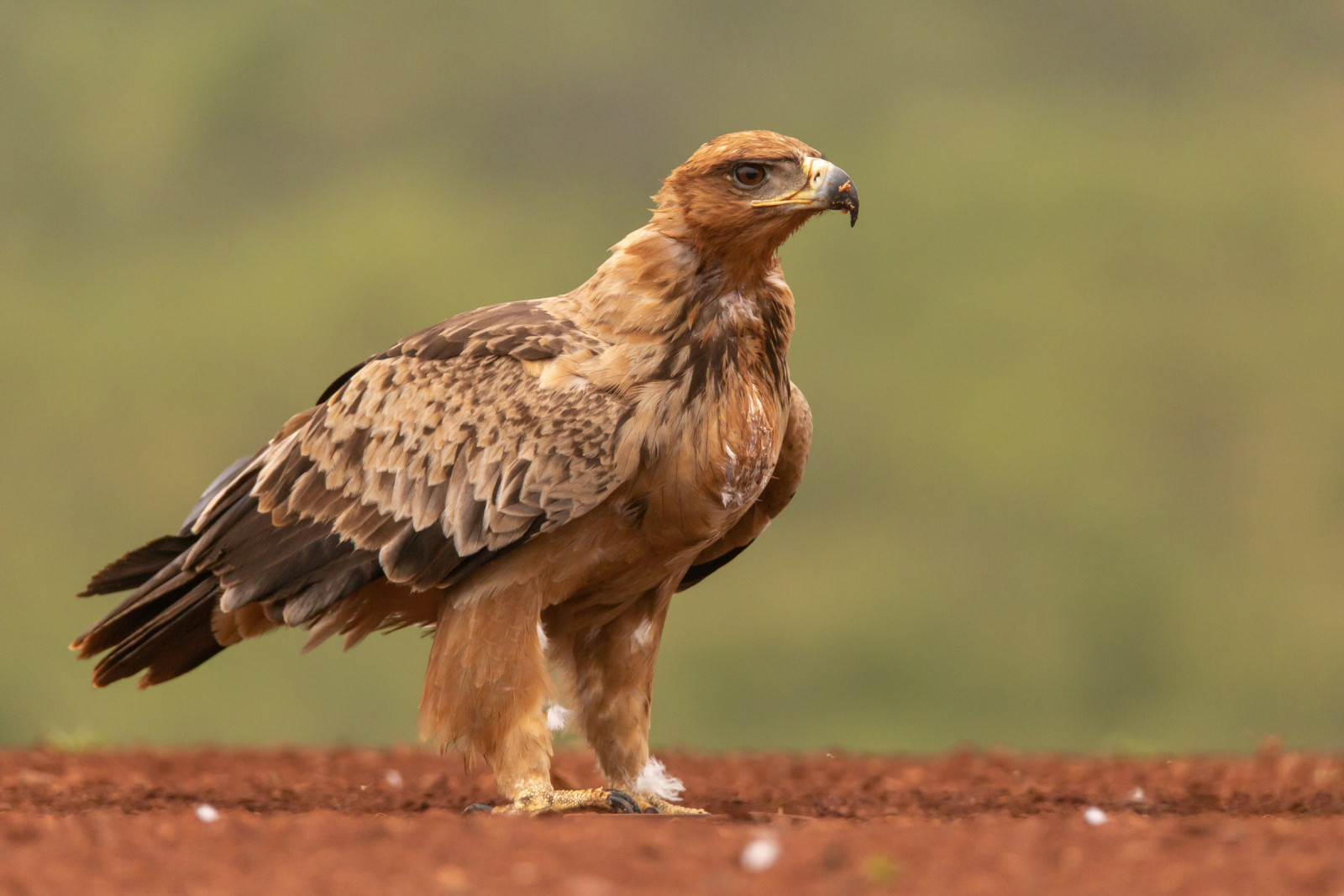 image Tawny Eagle